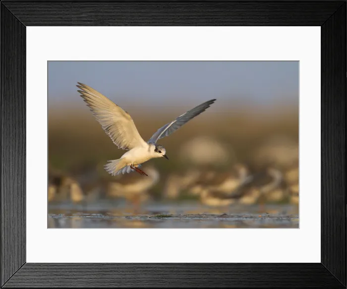 Framed Print : Witvleugelstern, White-winged Tern, Chlidonias leucopterus Framed Print : Witvleugelstern, White-winged Tern, Chlidonias leucopterus