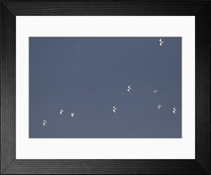 Framed Print : Witvleugelstern, White-winged Tern, Chlidonias leucopterus Framed Print : Witvleugelstern, White-winged Tern, Chlidonias leucopterus