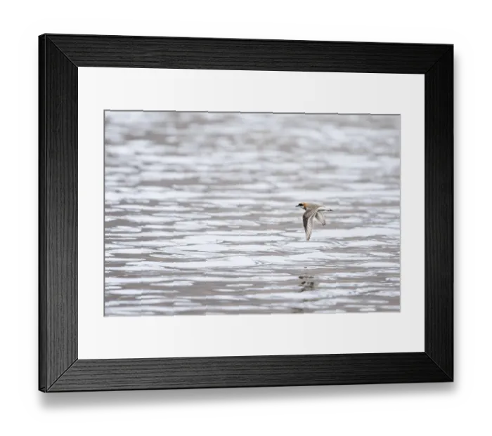 Framed Print : Lesser Sand Plover, Charadrius mongolus pamirensis