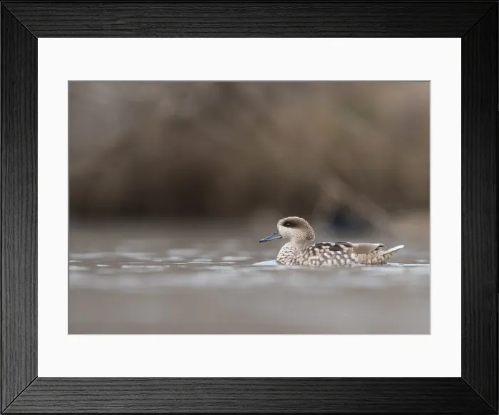Framed Print : Marmereend, Marbled Teal, Marmaronetta angustirostris