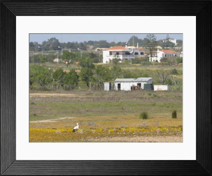Framed Print : White Stork, Ciconia ciconia Framed Print : White Stork, Ciconia ciconia