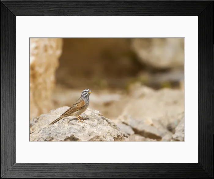 Framed Print : Gestreepte Gors, Striolated Bunting, Fringillaria striolata Framed Print : Gestreepte Gors, Striolated Bunting, Fringillaria striolata