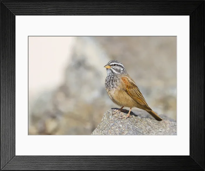 Framed Print : Gestreepte Gors, Striolated Bunting, Fringillaria striolata Framed Print : Gestreepte Gors, Striolated Bunting, Fringillaria striolata