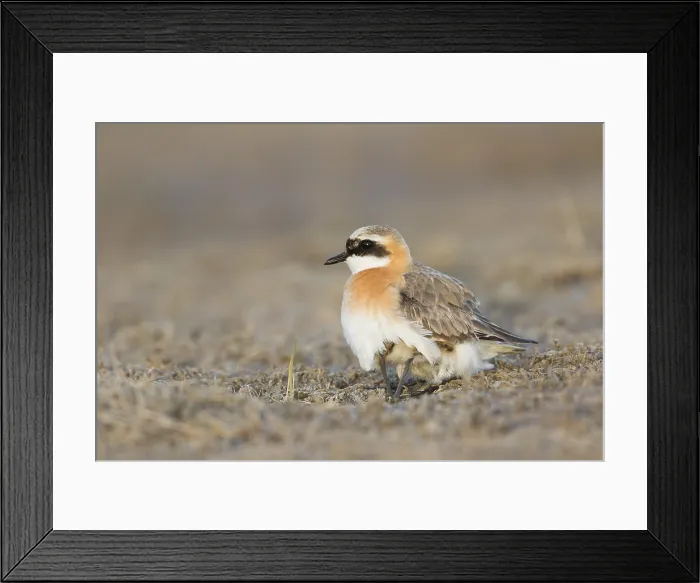 Framed Print : Mongoolse Plevier, Lesser Sand Plover, Charadrius mongolus pamir Framed Print : Mongoolse Plevier, Lesser Sand Plover, Charadrius mongolus pamir