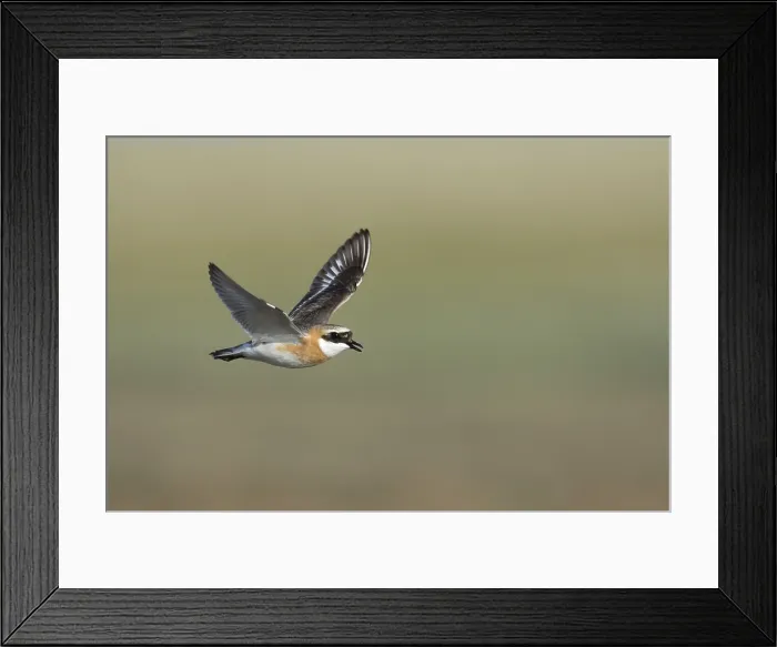 Framed Print : Mongoolse Plevier, Lesser Sand Plover, Charadrius mongolus pamir Framed Print : Mongoolse Plevier, Lesser Sand Plover, Charadrius mongolus pamir
