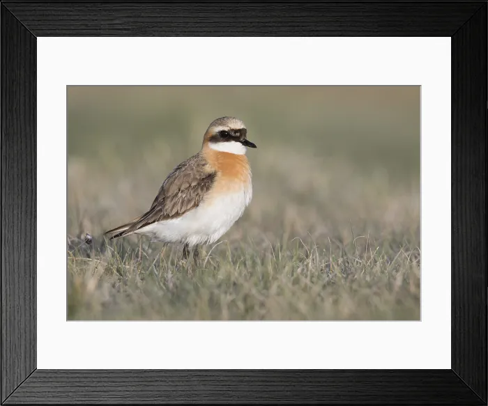 Framed Print : Mongoolse Plevier, Lesser Sand Plover, Charadrius mongolus pamir Framed Print : Mongoolse Plevier, Lesser Sand Plover, Charadrius mongolus pamir