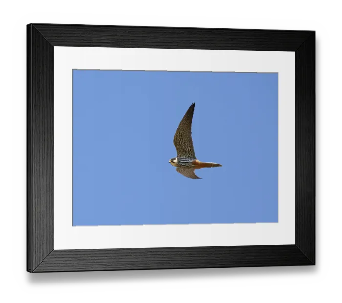 Framed Print : Eurasian Hobby;Falco subbuteo Framed Print : Eurasian Hobby;Falco subbuteo