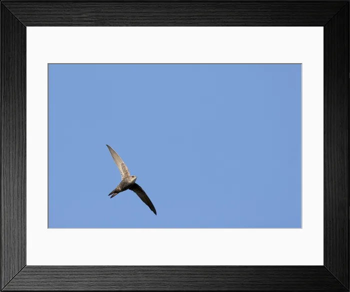 Framed Print : Siberische Gierzwaluw; Pacific Swift; Apus pacificus