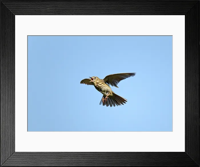 Framed Print : Boompieper; Tree Pipit; Anthus trivialis Framed Print : Boompieper; Tree Pipit; Anthus trivialis