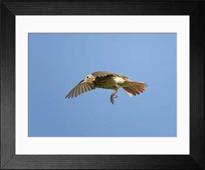 Framed Print : Boompieper; Tree Pipit; Anthus trivialis