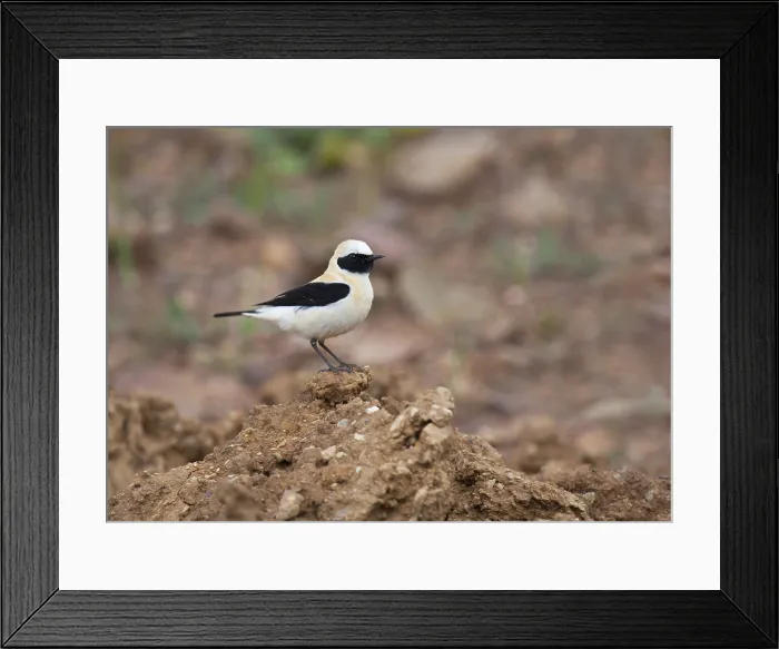 Framed Print : Westelijke Blonde tapuit, Western Black-eared Wheatear, Oenanthe