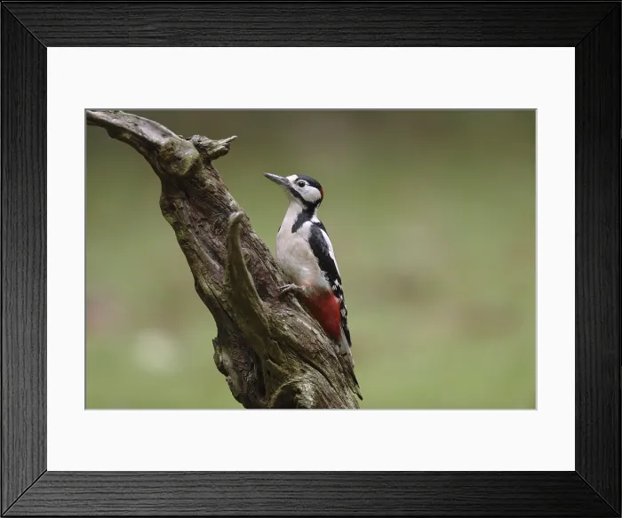 Framed Print : Grote Bonte Specht, Great Spotted Woodpecker, Dendrocopos major Framed Print : Grote Bonte Specht, Great Spotted Woodpecker, Dendrocopos major