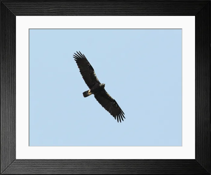 Framed Print : Spaanse Keizerarend, Spanish Imperial Eagle, Aquila adalberti