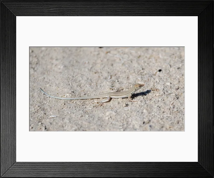 Framed Print : Hadramaut sand lizard, Mesalina adramitana