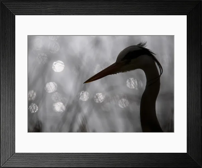 Framed Print : Blauwe reiger, Grey heron, Ardea cinerea