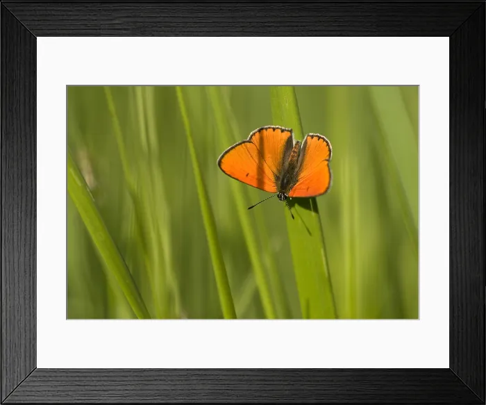 Framed Print : Grote vuurvlinder, Large Copper, Lycaena dispar