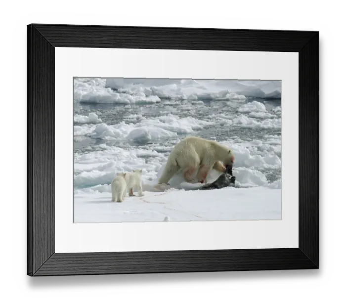 Framed Print : ijsbeer