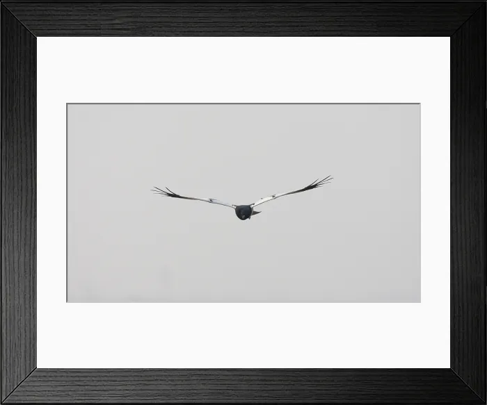 Framed Print : Bonte Kiekendief, Pied Harrier, Circus melanoleucos