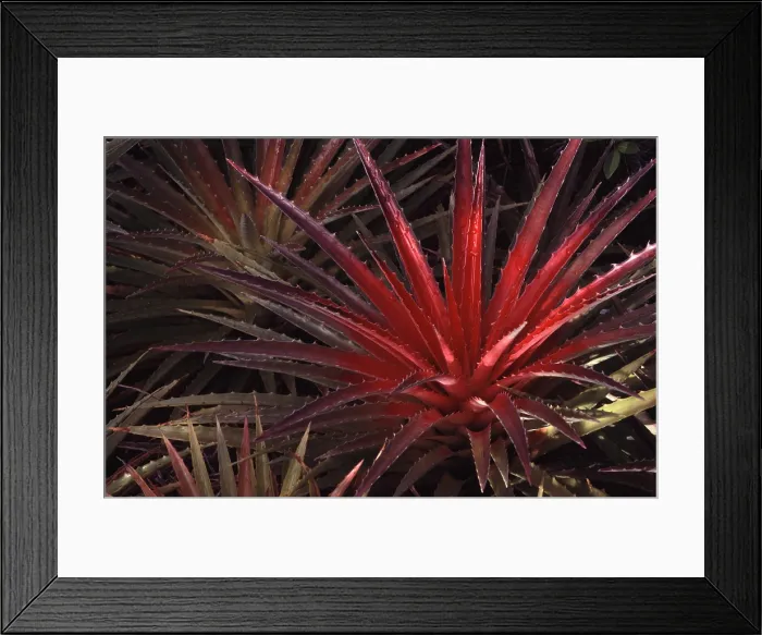 Framed Print : Bromelia