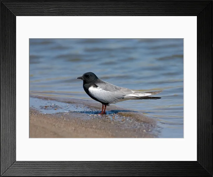 Framed Print : White-winged Black Tern, Witvleugelstern, Chlidonias leucopterus Framed Print : White-winged Black Tern, Witvleugelstern, Chlidonias leucopterus