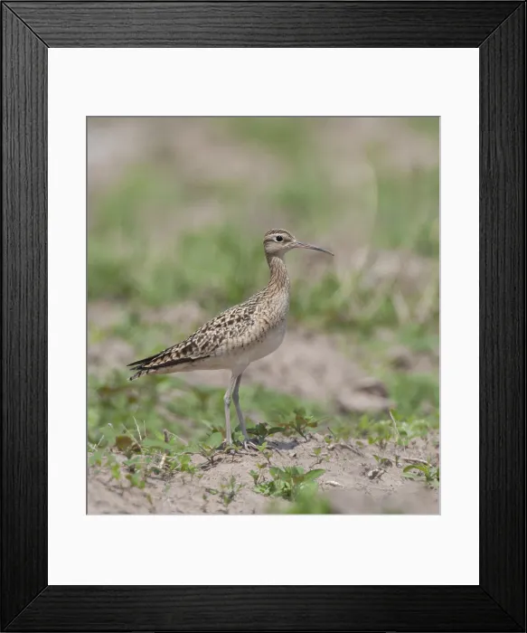 Framed Print : Little Whimbrel (Numenius minutus)