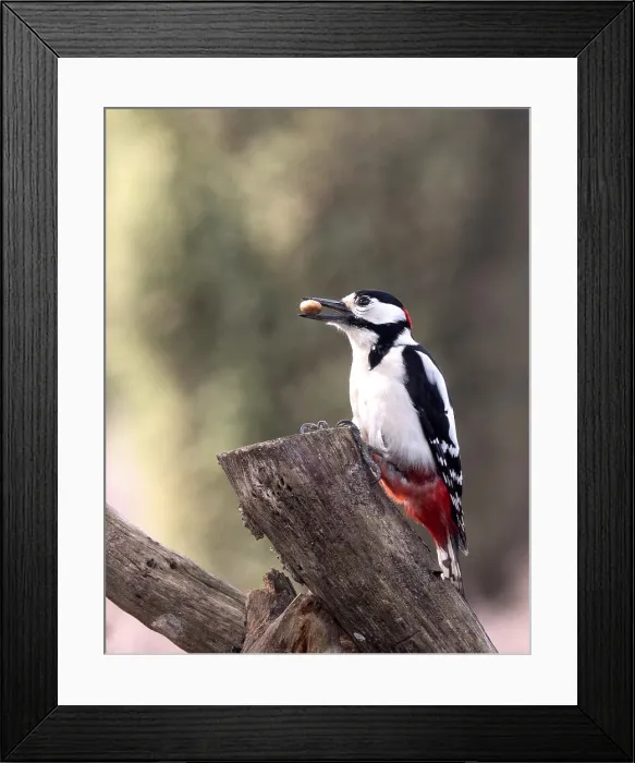 Framed Print : Great Spotted Woodpecker, Dendrocopos major