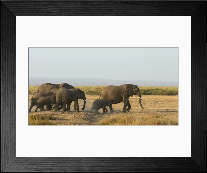 Framed Print : African Elephant, Afrikaanse savanneolifant, Loxodonta africana