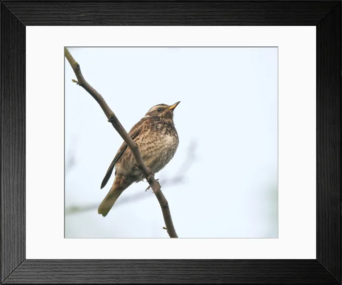 Framed Print : Dusky Thrush hybrid (Turdus eunomus x Turdus Naumanni)