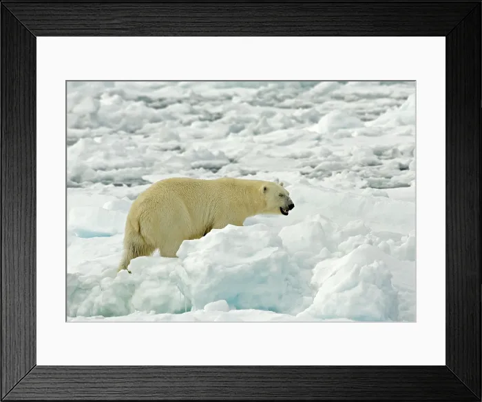 Framed Print : Polar Bear, IJsbeer, Ursus maritimus