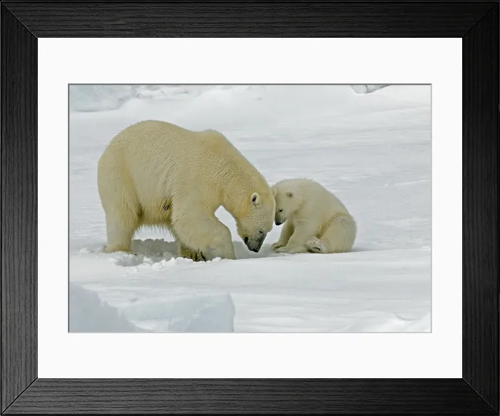 Framed Print : Polar Bear, IJsbeer, Ursus maritimus