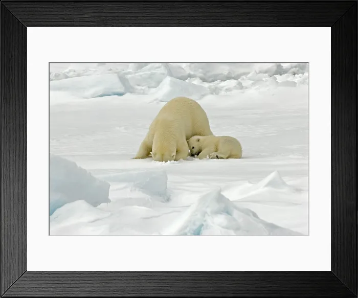 Framed Print : Polar Bear, IJsbeer, Ursus maritimus