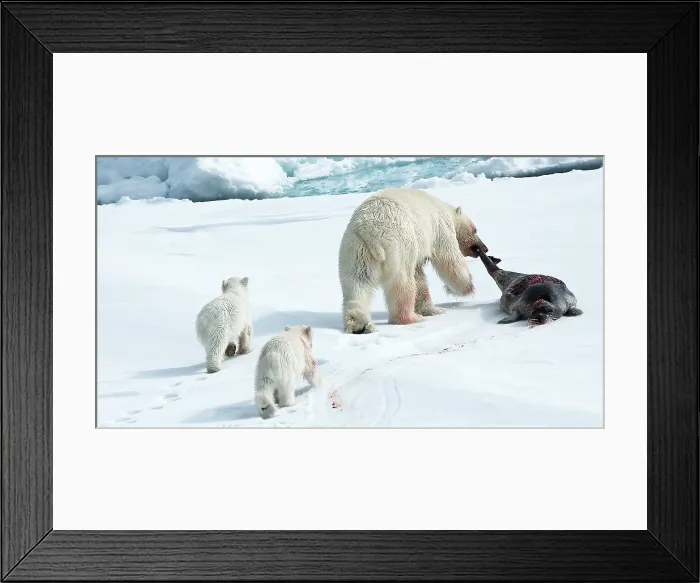 Framed Print : Polar Bear, IJsbeer, Ursus maritimus