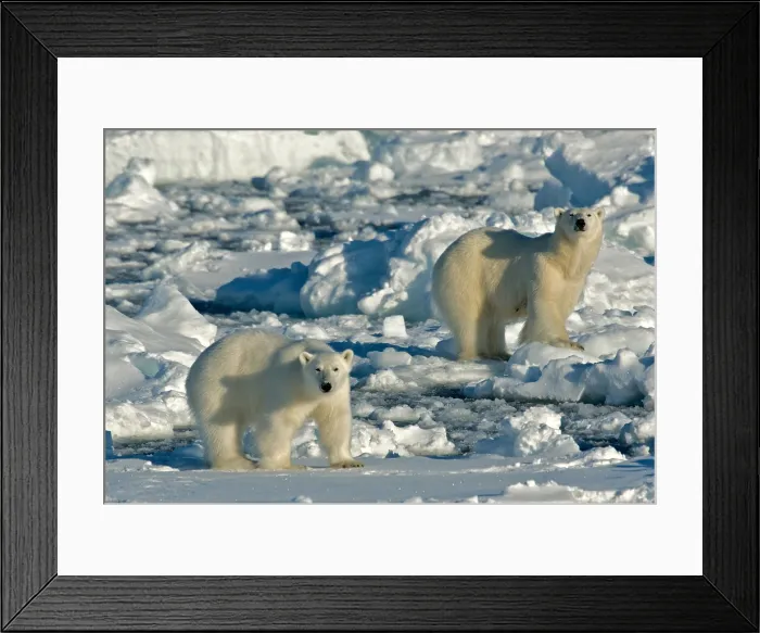 Framed Print : Polar Bear, IJsbeer, Ursus maritimus