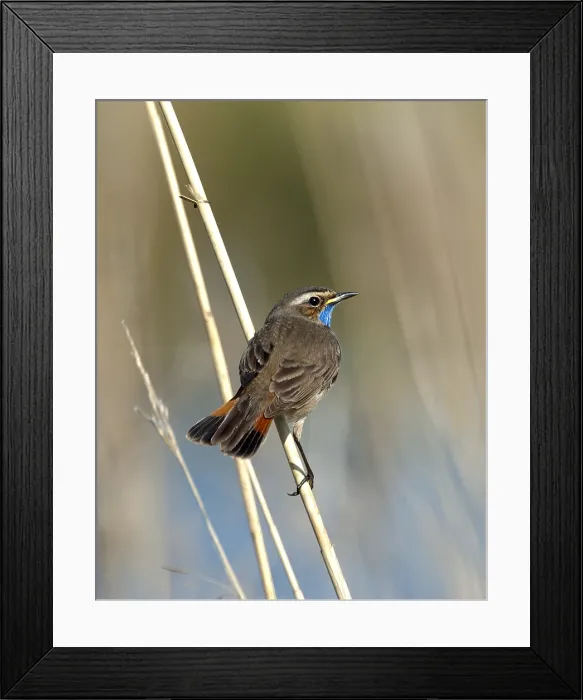 Framed Print : Blauwborst, White-spotted Bluethroat, Luscinia svecica