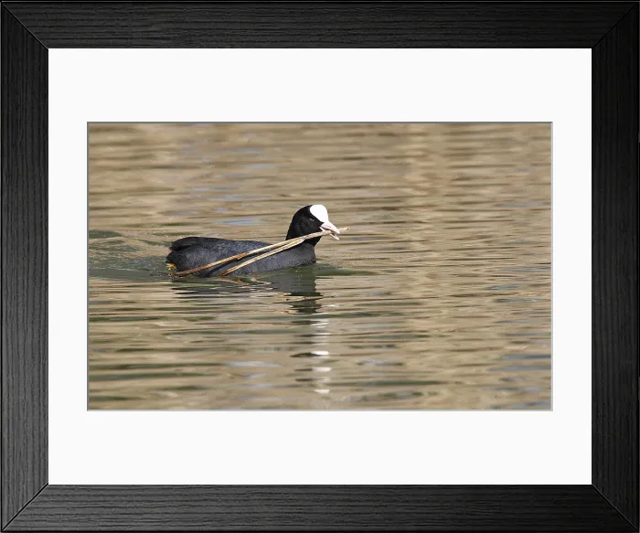 Framed Print : Eurasian Coot, Meerkoet, Fulica atra