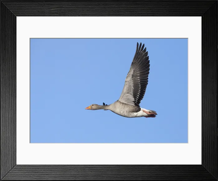 Framed Print : Greylag Goose, Anser anser