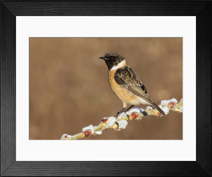 Framed Print : European Stonechat, Saxicola rubicola