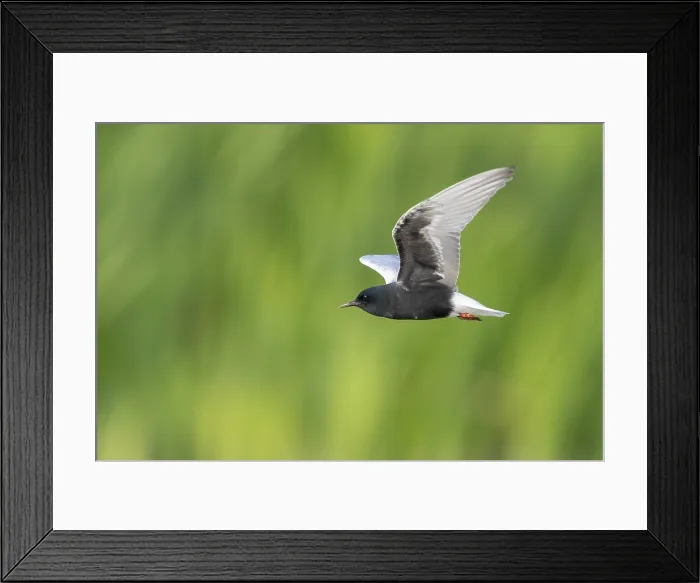 Framed Print : White-winged Tern, Chlidonias leucopterus Framed Print : White-winged Tern, Chlidonias leucopterus