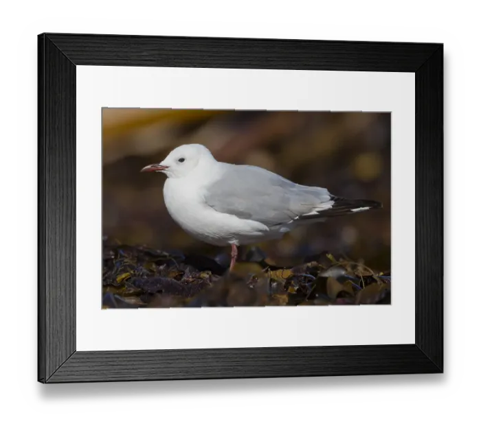 Framed Print : Hartlaub's Gull, Chroicocephalus hartlaubii Framed Print : Hartlaub's Gull, Chroicocephalus hartlaubii