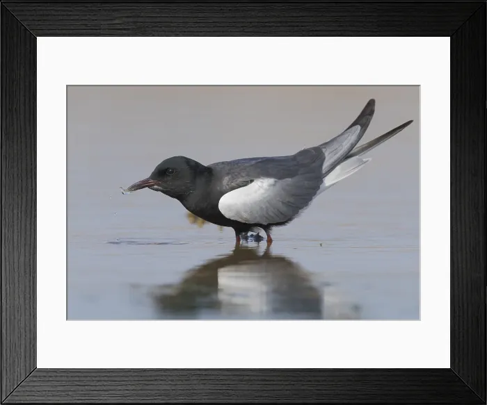 Framed Print : White-winged Tern