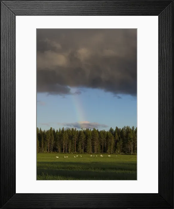 Framed Print : Whooper Swans