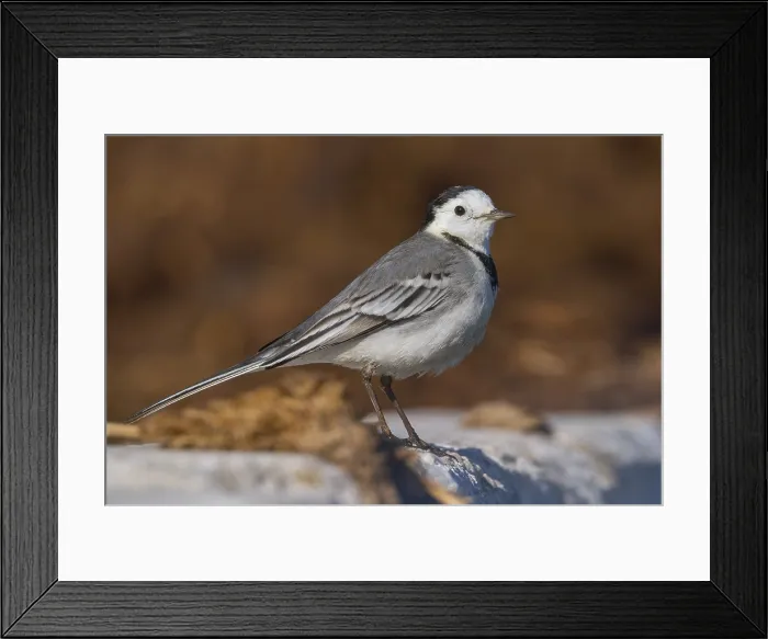 Framed Print : White Wagtail, Motacilla alba