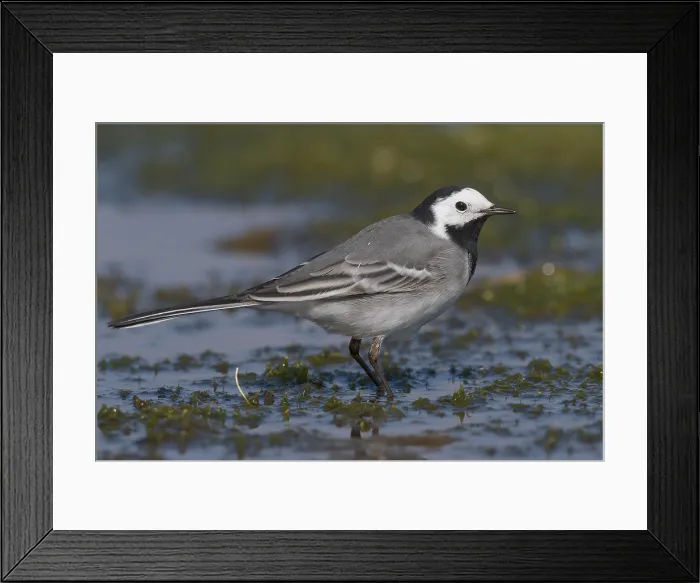 Framed Print : White Wagtail, Motacilla alba