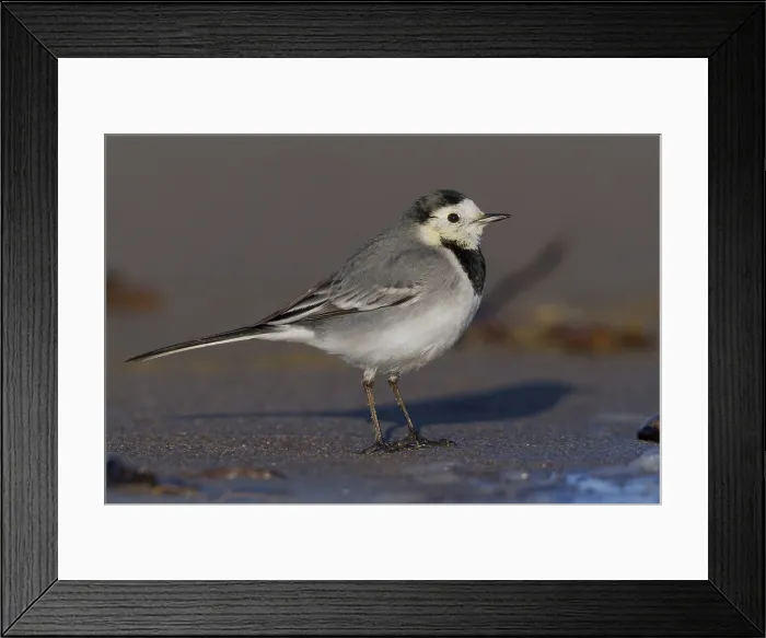 Framed Print : White Wagtail, Motacilla alba