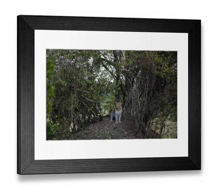 Framed Print : A leopard, Panthera pardus, in a parting of the thick undergrowth of trees and shrubs