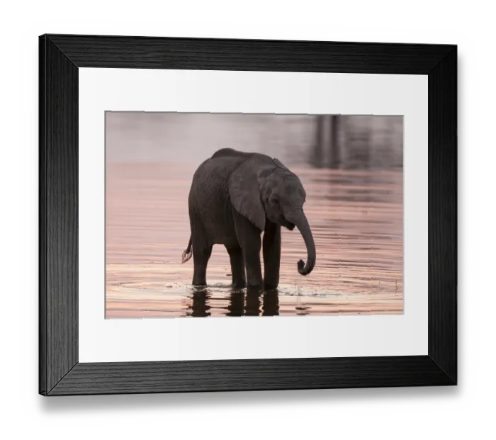 Framed Print : An African elephant calf, Loxodonta africana Framed Print : An African elephant calf, Loxodonta africana