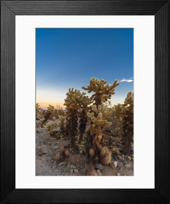 Framed Print : The Cholla Cactus Garden in Joshua Tree National Park