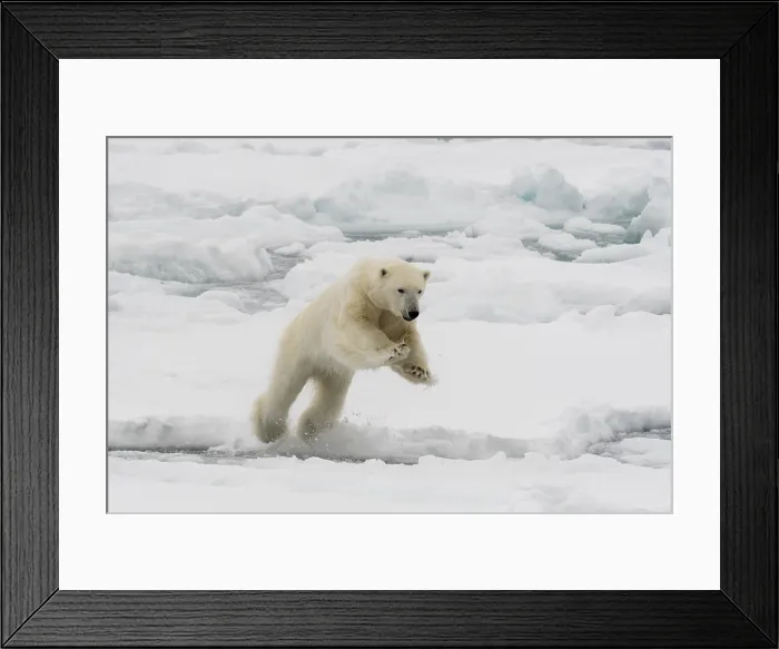 Framed Print : A polar bear mid-leap, Ursus maritimus