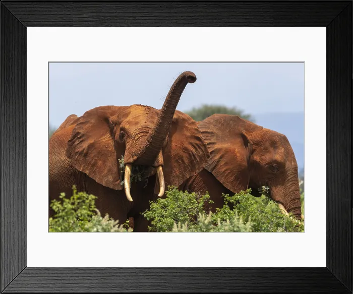 Framed Print : An African elephant, Loxodonta africana