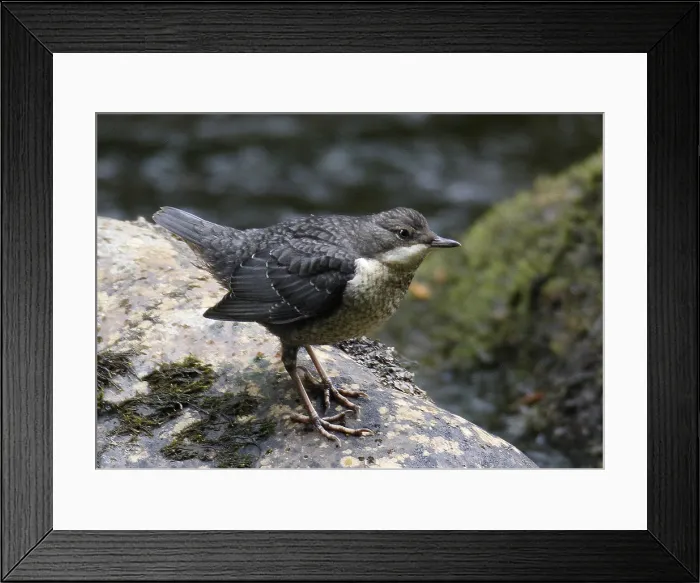 Framed Print : British White-throated Dipper, Cinclus cinclus gularis